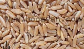 3-1- Khorasani Wheat (Gandom Khorasani) (28 Dec. 2021)
