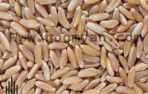 3-1- Khorasani Wheat (Gandom Khorasani) (28 Dec. 2021)