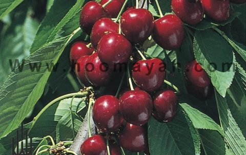 35-1- Sour Cherry (Albalou)