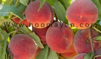 43-1- Peach & Nectarin (Holo & Shalil)