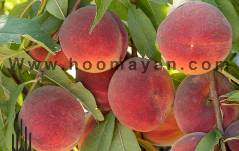 43-1- Peach & Nectarin (Holo & Shalil)