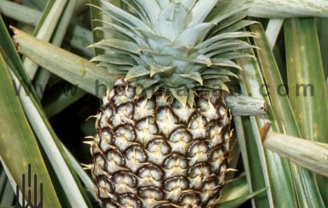 47-1- Pinapple (Ananas)